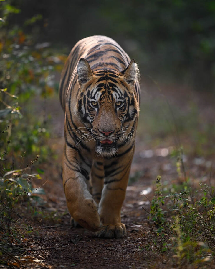 Portraits of Tigers and Leaoprds 