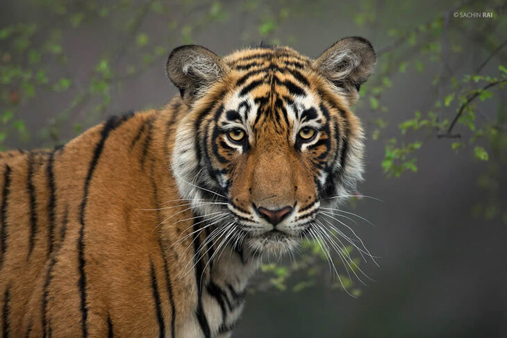 Portraits of Tigers and Leaoprds 