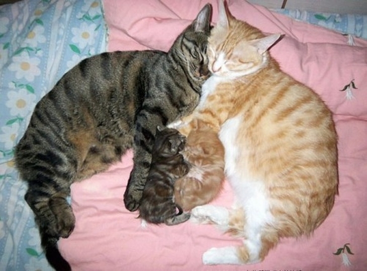 Loving Cats: A pair of cats and two kittens lying together