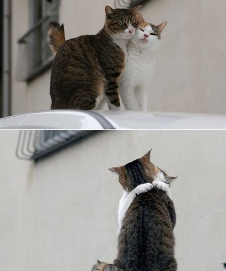 Loving Cats: Cats hugging each other