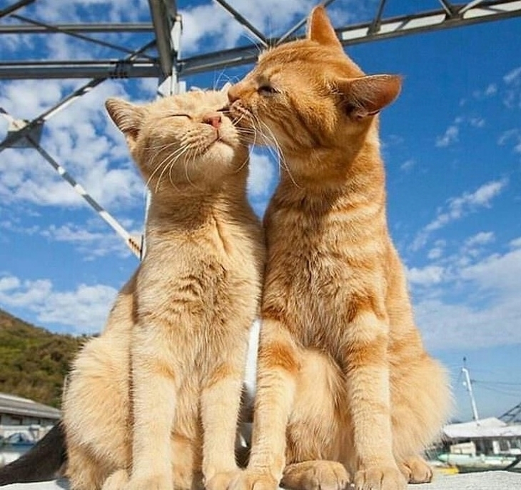 Loving Cats: A cat giving a kiss to another cat