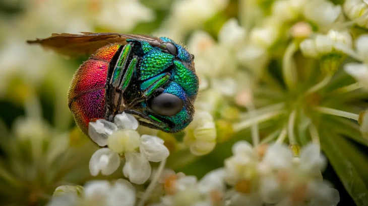  Award-Winning Insect Photos 