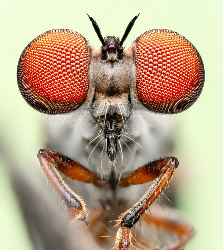  Award-Winning Insect Photos 