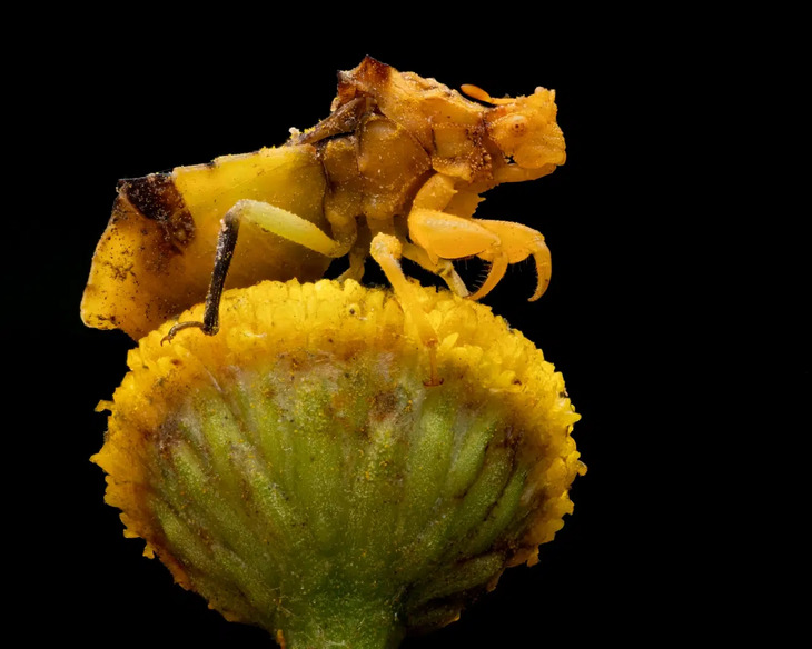  Award-Winning Insect Photos 