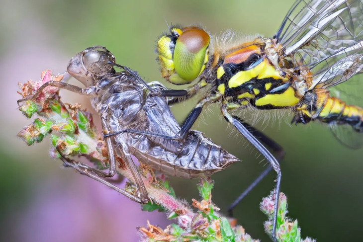  Award-Winning Insect Photos 