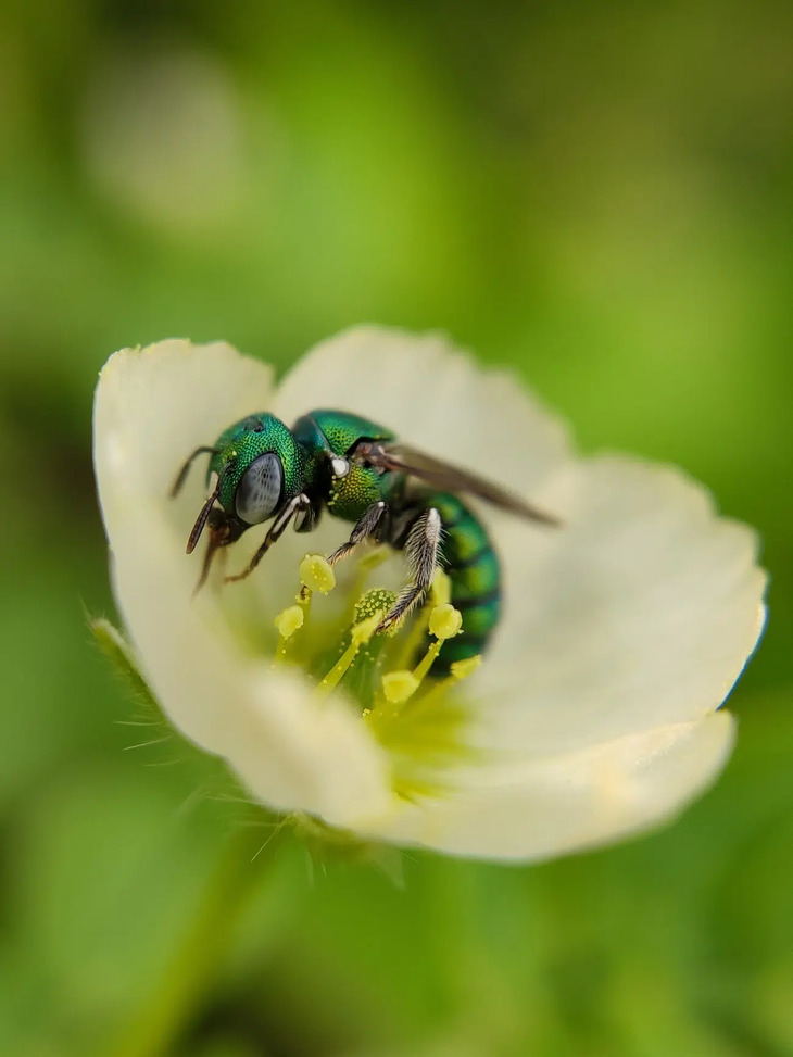  Award-Winning Insect Photos 