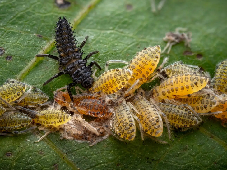  Award-Winning Insect Photos 