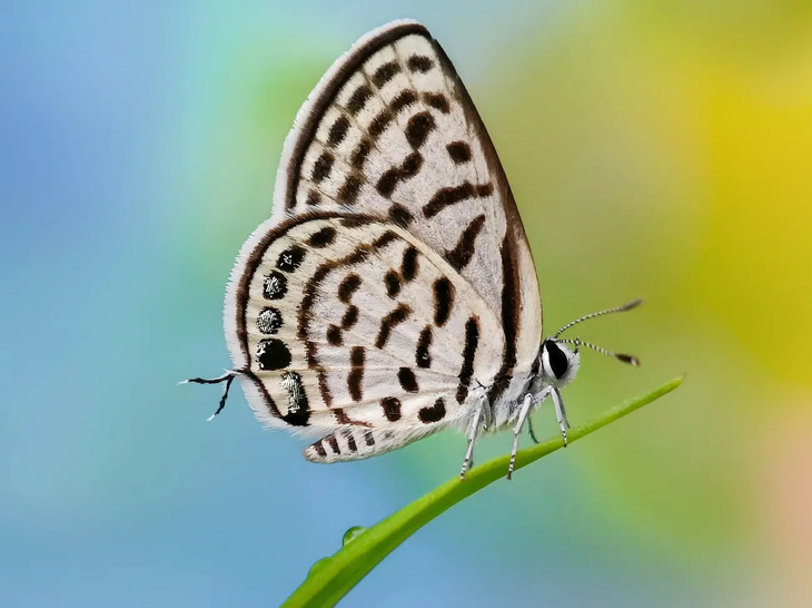  Award-Winning Insect Photos 