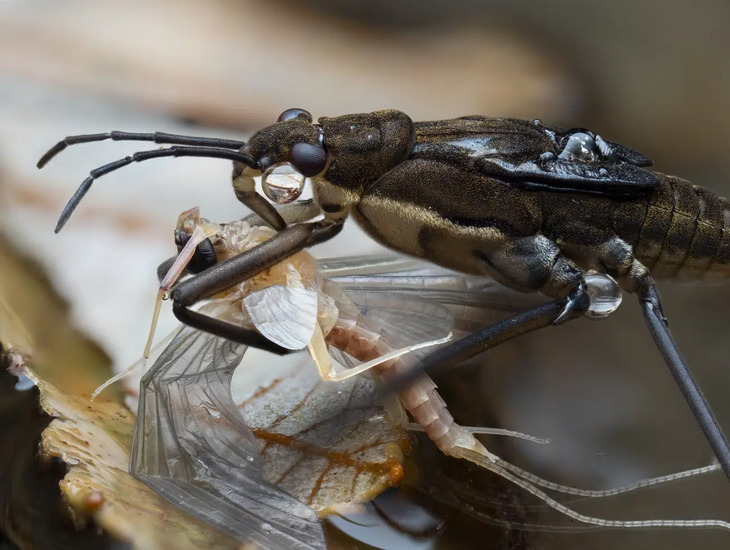  Award-Winning Insect Photos 