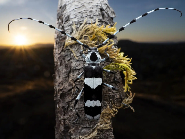  Award-Winning Insect Photos 