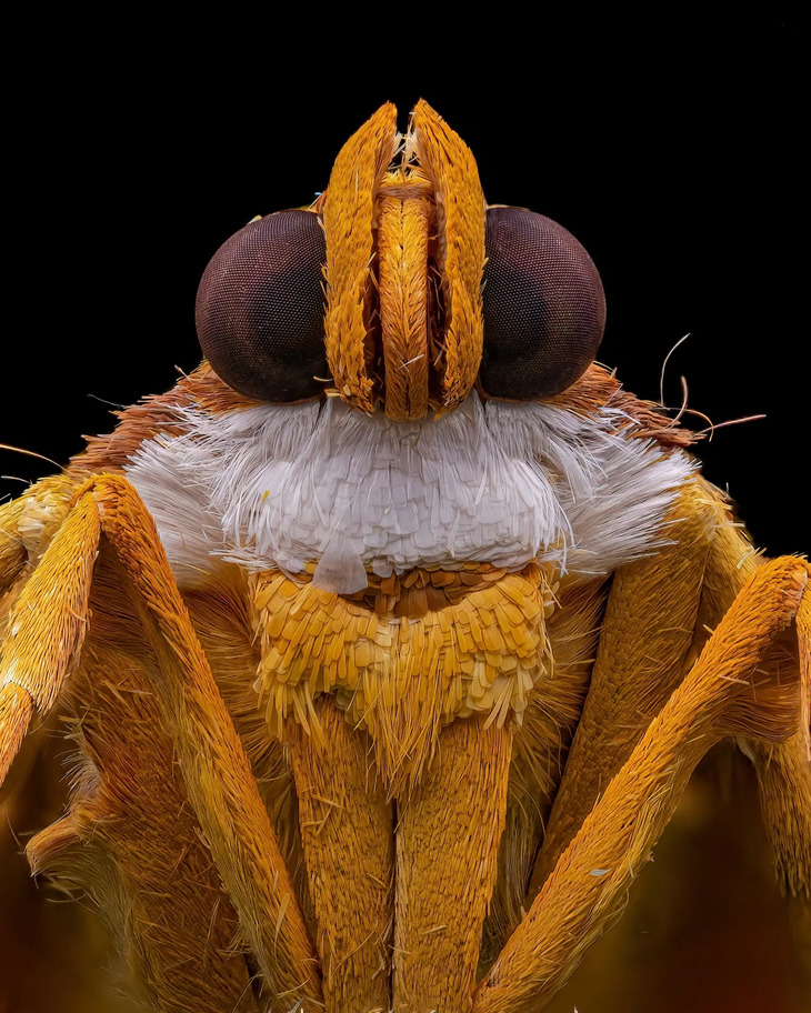  Award-Winning Insect Photos 