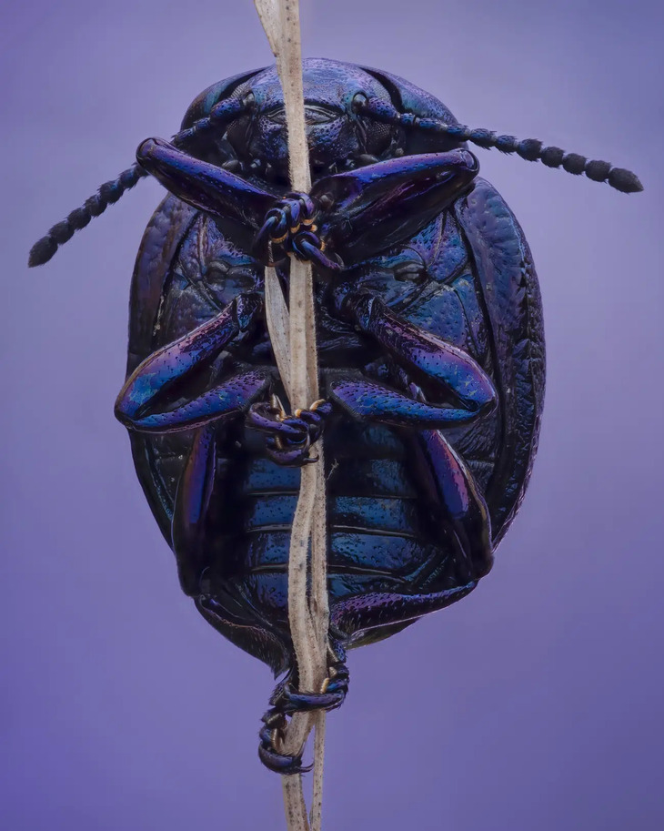  Award-Winning Insect Photos 