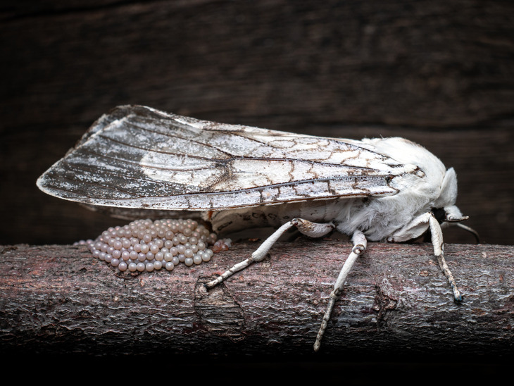  Award-Winning Insect Photos 