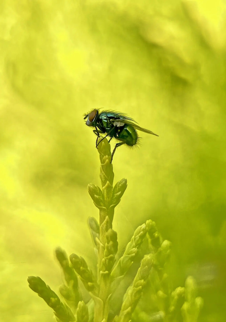  Award-Winning Insect Photos 