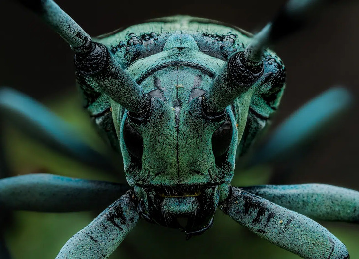  Award-Winning Insect Photos 