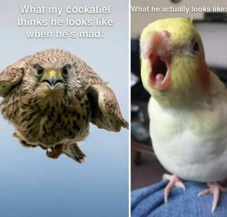 Funny Bird Pictures 