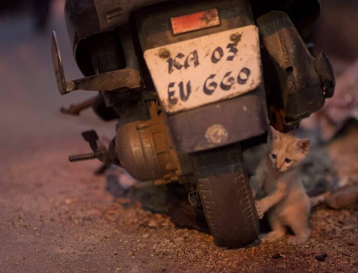 Cute animal photos: Cat leaning on a motorcycle wheel