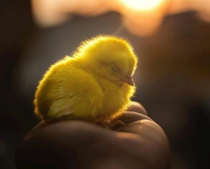 Cute animal photos: Chick