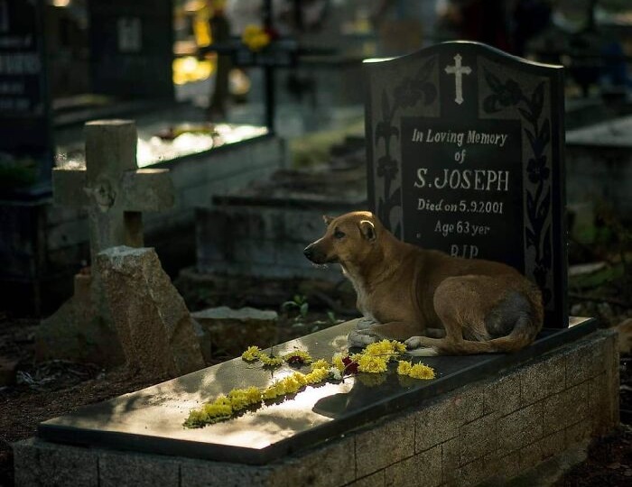 Cute animal photos: Dog on a gravestone