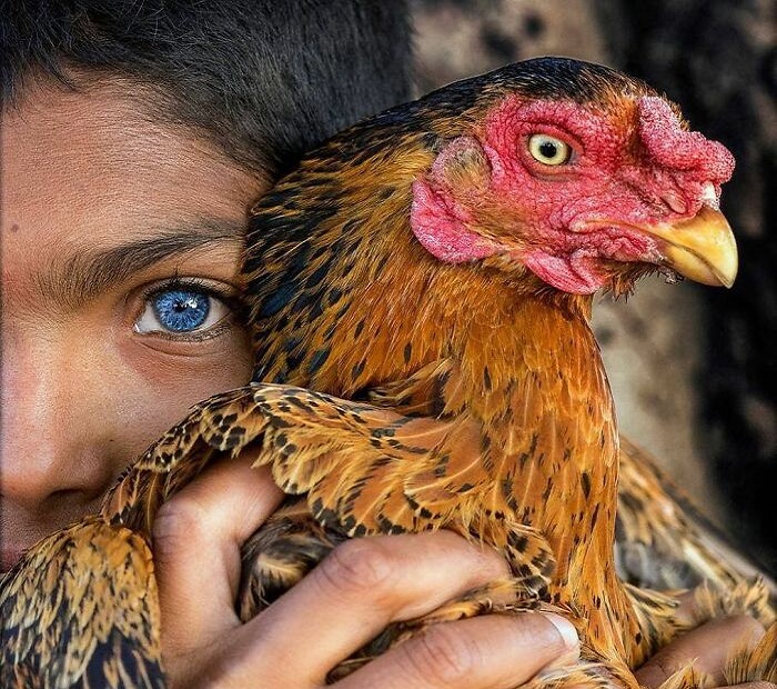 Cute animal photos: Girl and a rooster