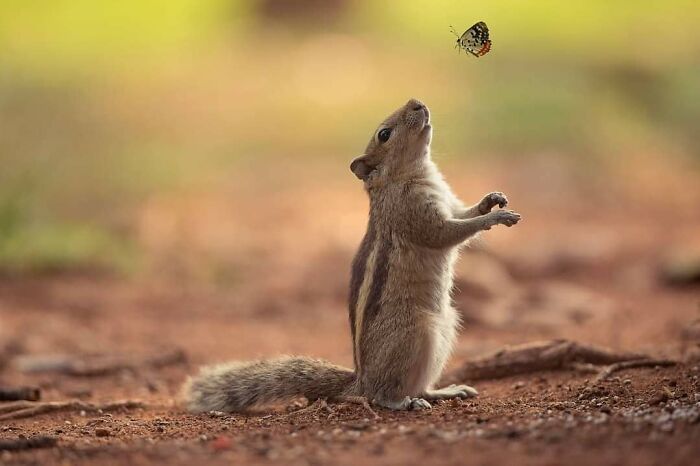 Cute animal photos: Squirrel and butterfly