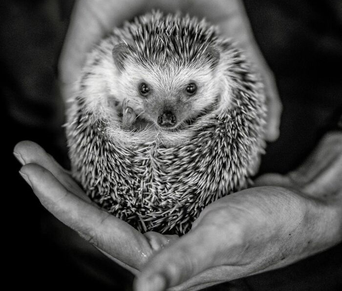 Cute animal photos: Hedgehog