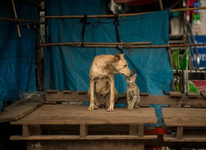 Cute animal photos: Dog licking a cat