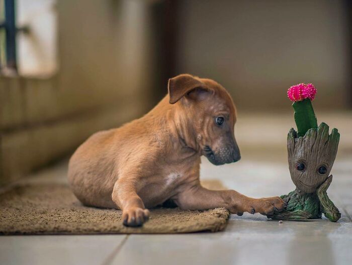 Cute animal photos: Puppy and Baby Groot