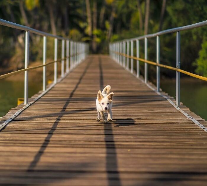 Cute animal photos: Dog on a bridge