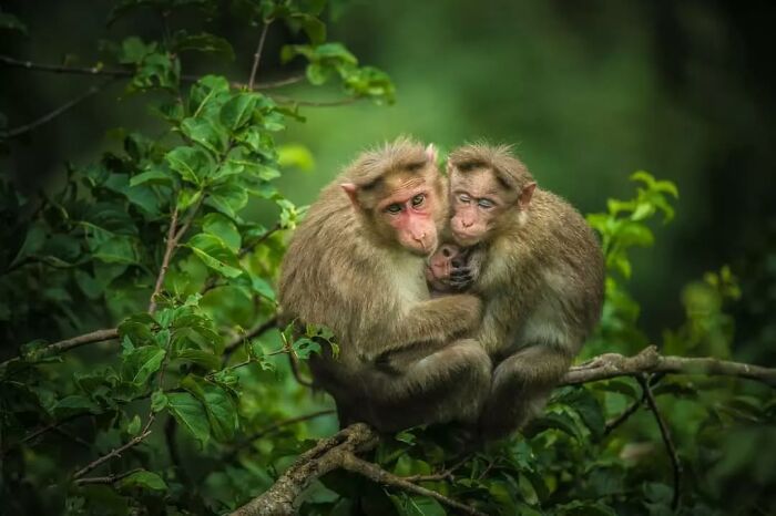 Cute animal photos: Monkeys hugging