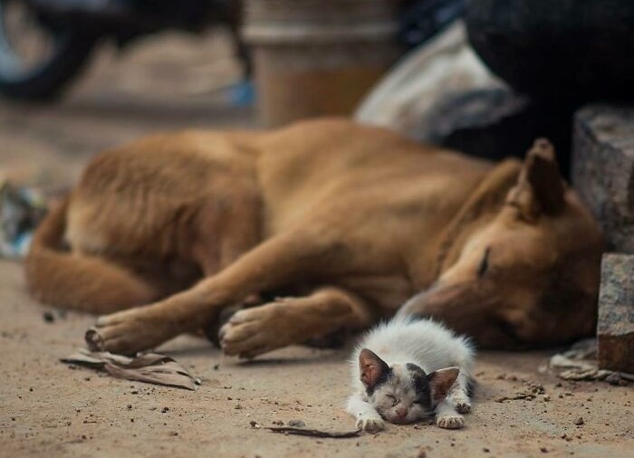 Cute animal photos: Stray dog and cat sleeping together