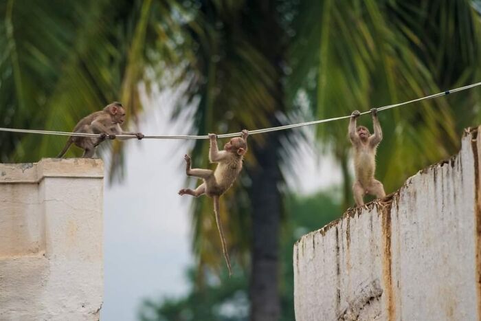 Cute animal photos: Monkeys on a clothesline