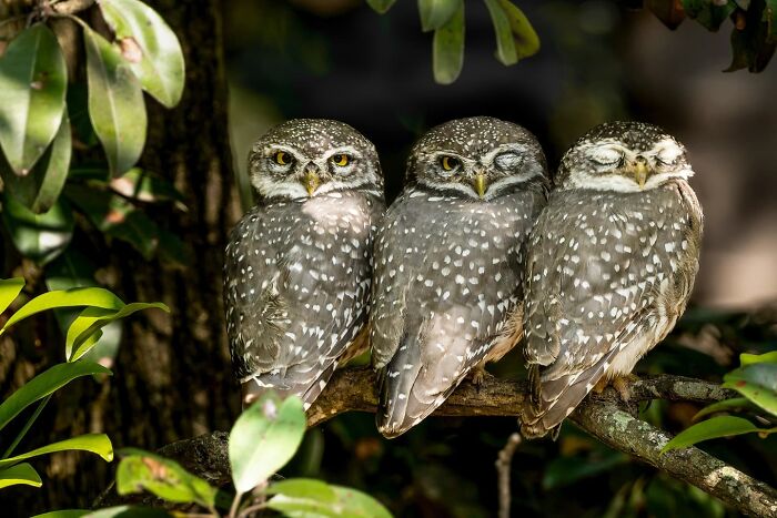 Cute animal photos: Owls closing their eyes