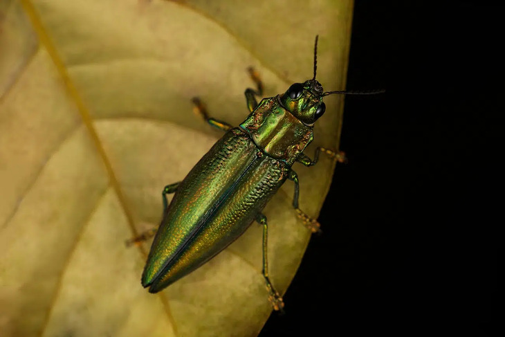  Elusive Insects in Indonesia