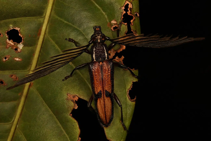  Elusive Insects in Indonesia