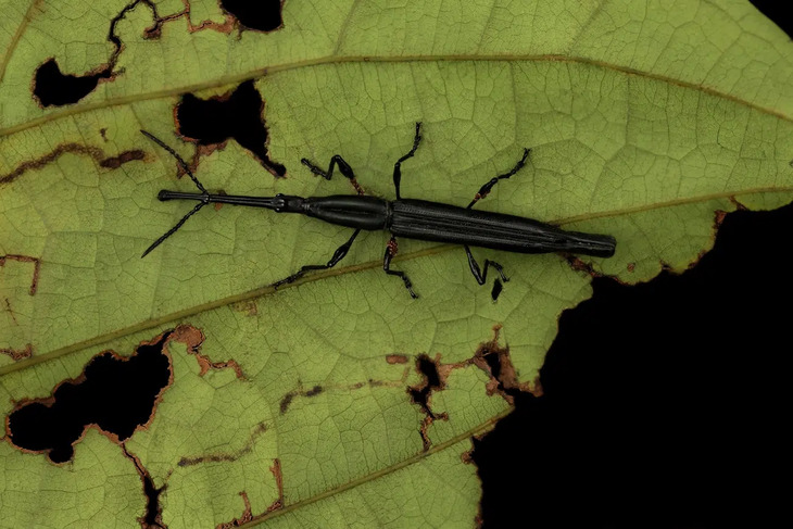  Elusive Insects in Indonesia