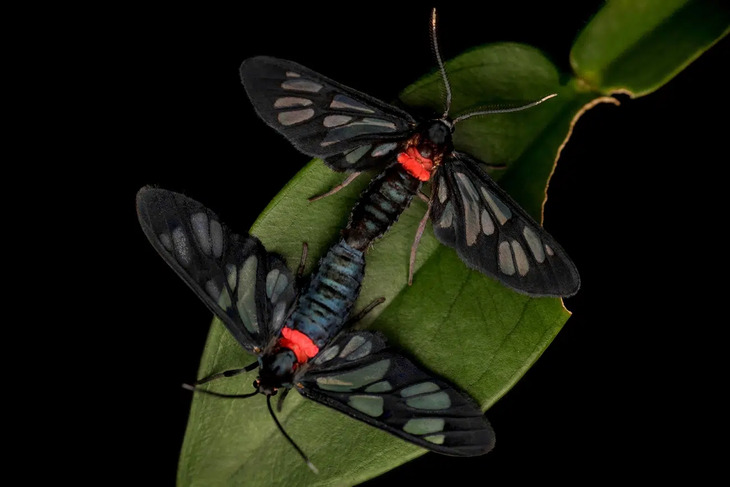  Elusive Insects in Indonesia