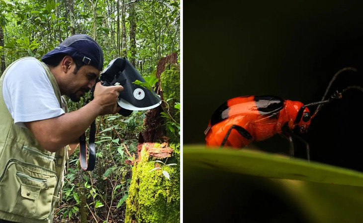  Elusive Insects in Indonesia