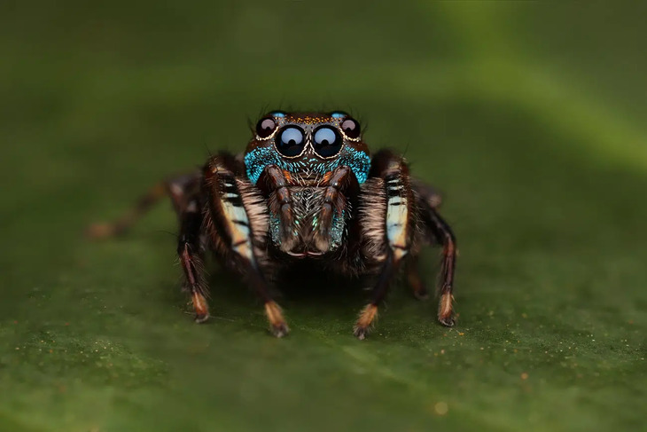  Elusive Insects in Indonesia