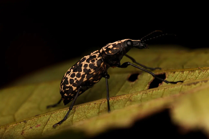  Elusive Insects in Indonesia