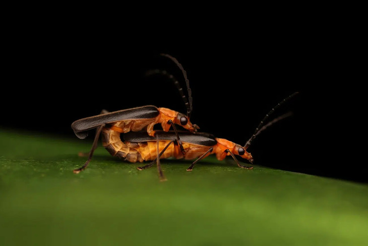  Elusive Insects in Indonesia