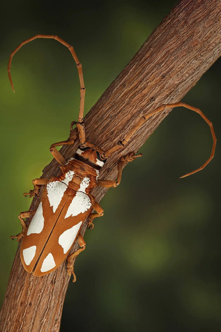  Elusive Insects in Indonesia