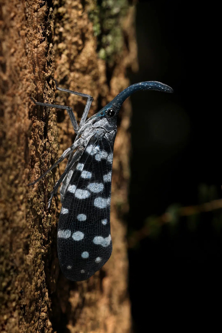  Elusive Insects in Indonesia