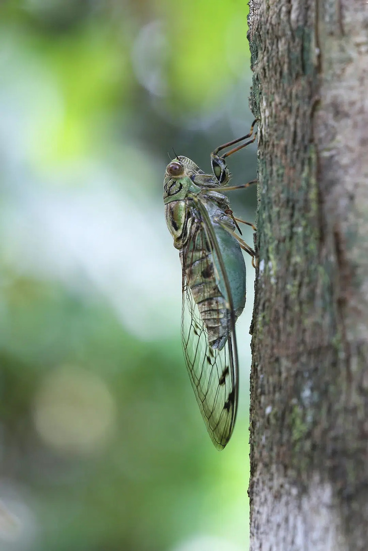  Elusive Insects in Indonesia