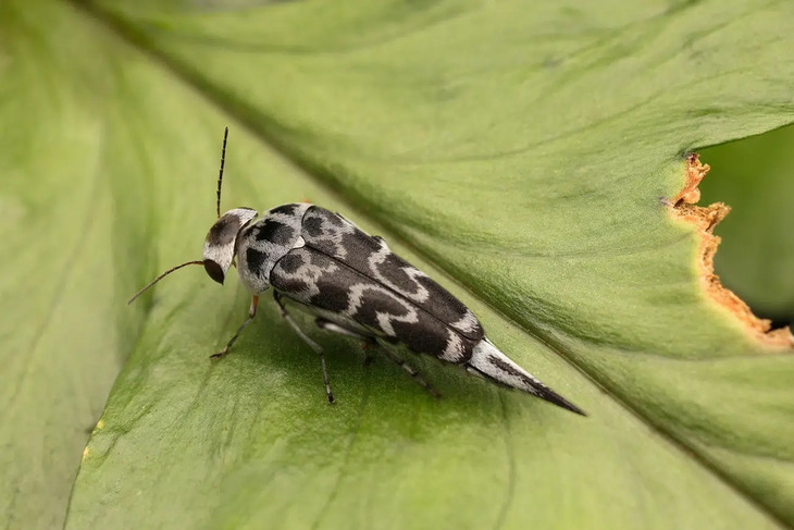  Elusive Insects in Indonesia