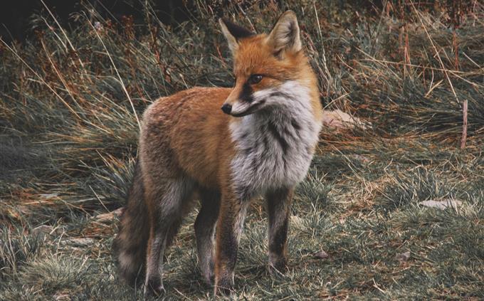 Life Test in Danger: Red Fox