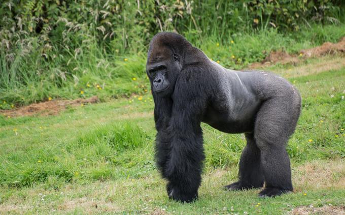 Life test in danger: Western gorilla