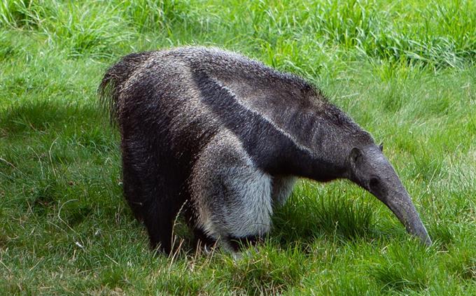 Life Test in Danger: Ants Bear