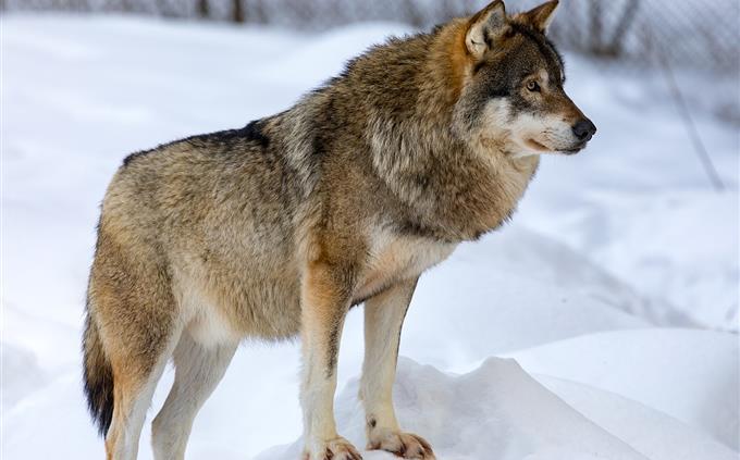 Life Test in Danger: Gray Wolf