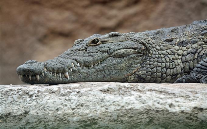 Life Test in Danger: Crocodile Yaor